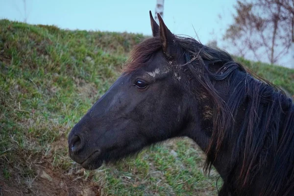 Cheval Brun Équin — Photo