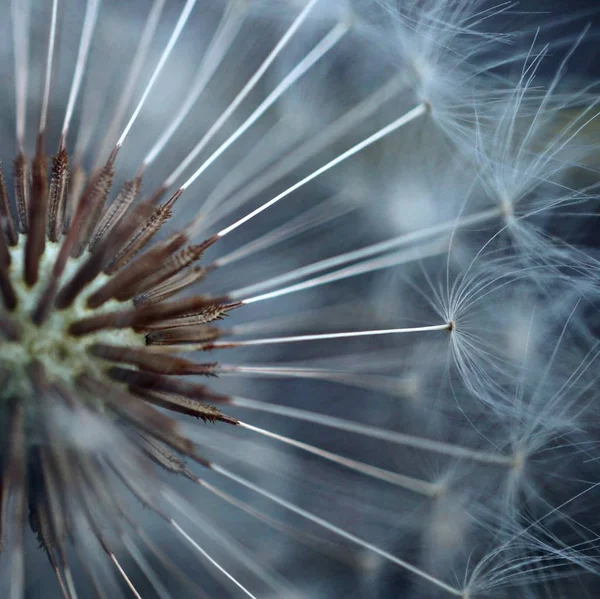 Schöne Aussicht Auf Natürliche Löwenzahnblume — Stockfoto