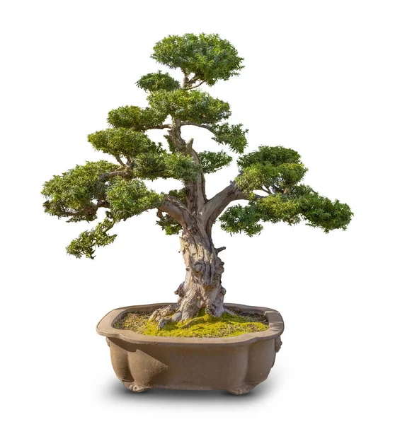 Bonsai Boom Witte Rug Met Schaduw — Stockfoto