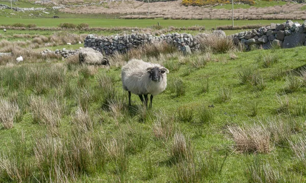 Beberapa Domba Padang Rumput Irlandia — Stok Foto