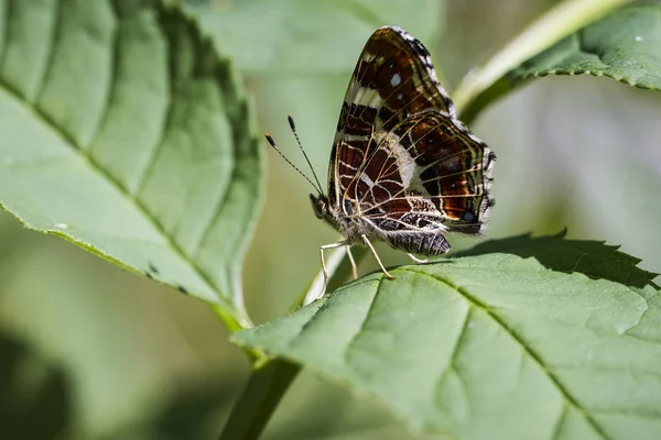 Map Butterfly Araschnia Levana Sitting Leaves Macro Shot — Stock Photo, Image