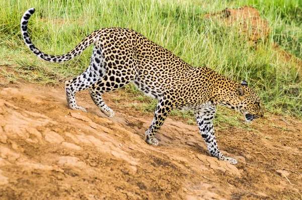Egy Leopárd Sétál Erdőben Samburu Parkban Kenyában — Stock Fotó
