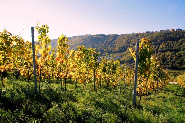 Żółta Zielona Winnica Pobliżu Enkirch Moselle — Zdjęcie stockowe