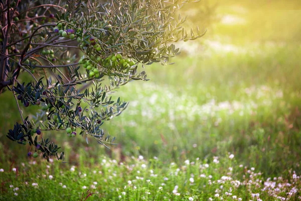 Mediterranean olive field. Olive tree in orchard, Olive harvest