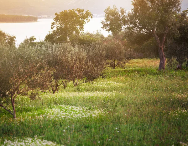 Campo Ulivo Mediterraneo Olivo Nel Frutteto Raccolta Delle Olive — Foto Stock