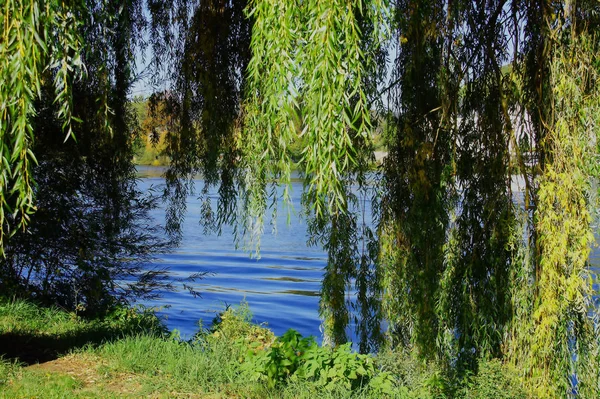 Gröna Grenar Betesmark Framför Moselns Blå Vatten — Stockfoto