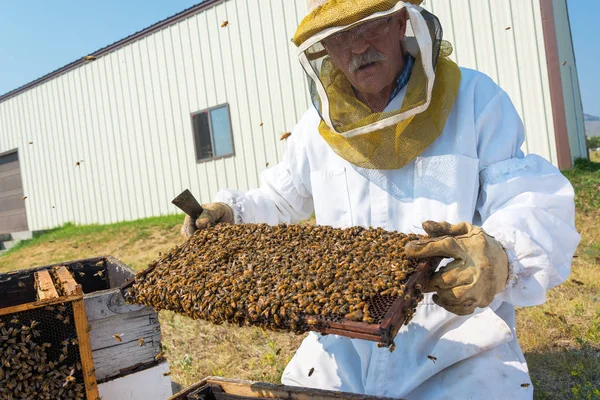バッファロー ワイオミング州で撮影 フレームを保持している養蜂家 — ストック写真