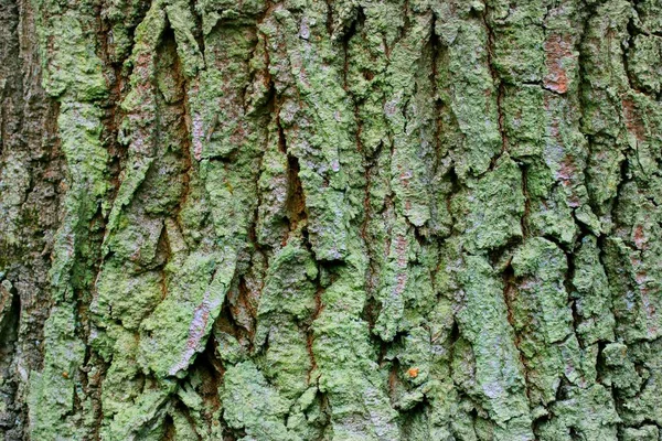 Quercia Corteccia Coperta Muschio Verde Vicino — Foto Stock