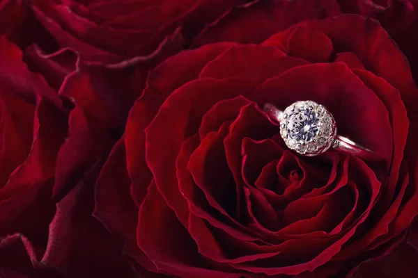 花瓣上有订婚戒指的红玫瑰 — 图库照片