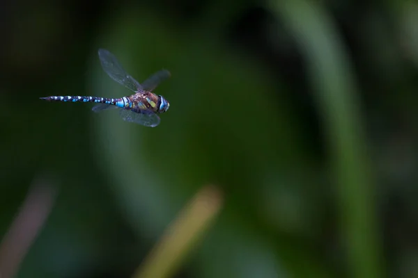 Natuurinsect Met Vleugels Natuurinsect — Stockfoto