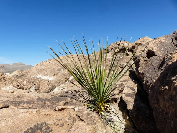 Planta Deserto Nos Eua — Fotografia de Stock