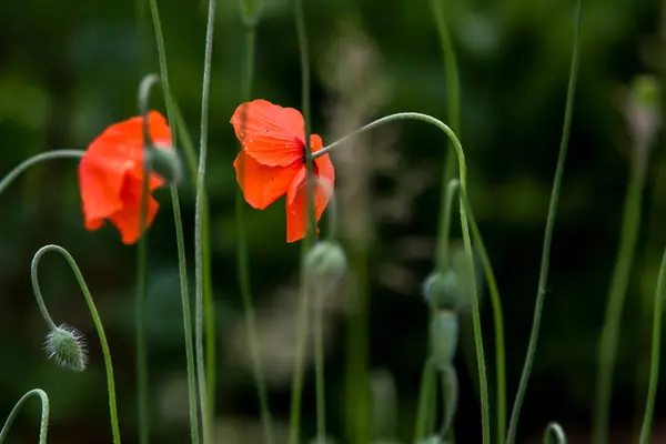 Червоні Квіти Маку Зеленій Траві Сад Маковими Квітами Природне Поле — стокове фото