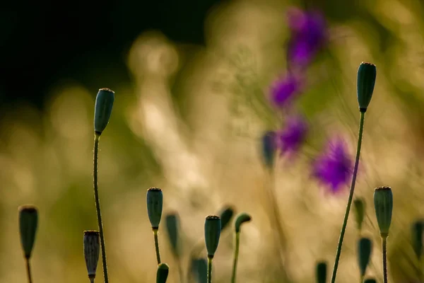 Cajas Semillas Amapola Fondo Del Prado Soleado Flores Amapola Prado — Foto de Stock