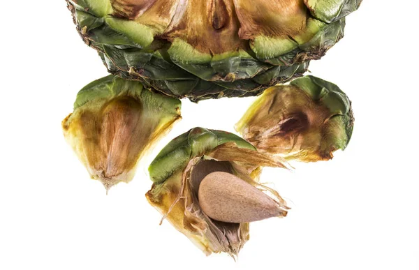 Detail Ripe Bunya Pine Araucaria Bidwillii Cone Fruit Showing Central — Stock Photo, Image