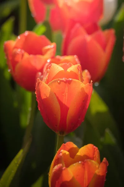 Tulips Flowers Flora Spring — Stock Photo, Image