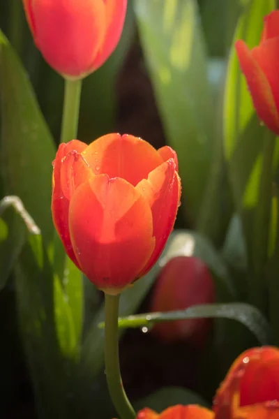 Kwiaty Tulipanów Flora Wiosną — Zdjęcie stockowe