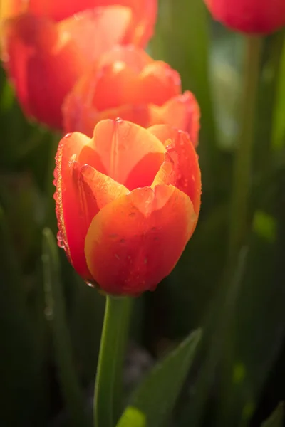 Belles Fleurs Tulipes Flore Printemps — Photo