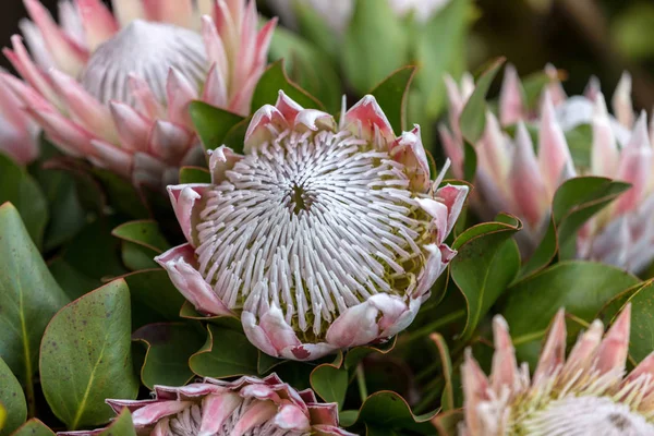 Rei Protea Protea Cynaroides Flor Nacional África Sul — Fotografia de Stock