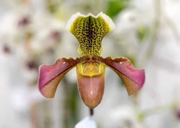 Närbild Skönhet Färgglada Orkidé Blomma — Stockfoto