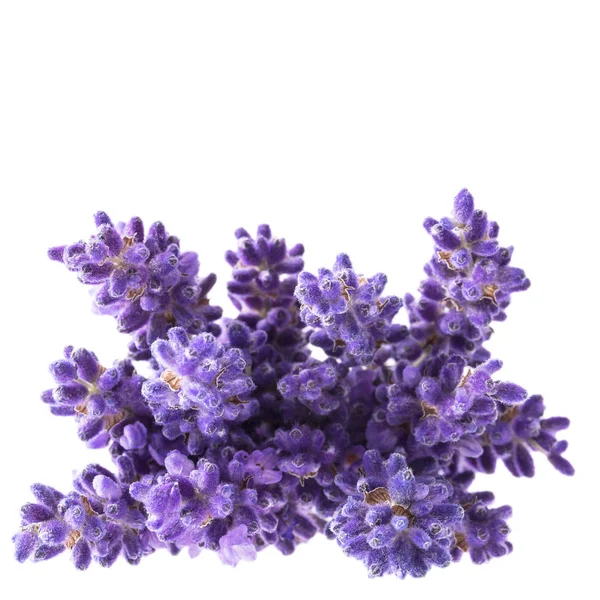 Bouguet Violet Lavendula Flowers Isolated White Background Close — Stock Photo, Image