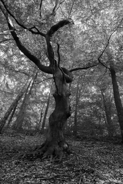 Φωτογραφήθηκε Gnarled Οξιά Ενάντια Στον Ουρανό Μαύρο Άσπρο High Key — Φωτογραφία Αρχείου