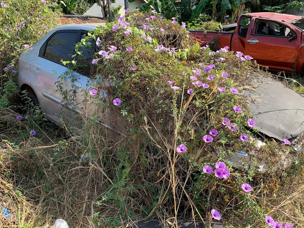 Desastre Ambiental Naufrágio Carro Carro Danificado Esquecido Com Plantas — Fotografia de Stock