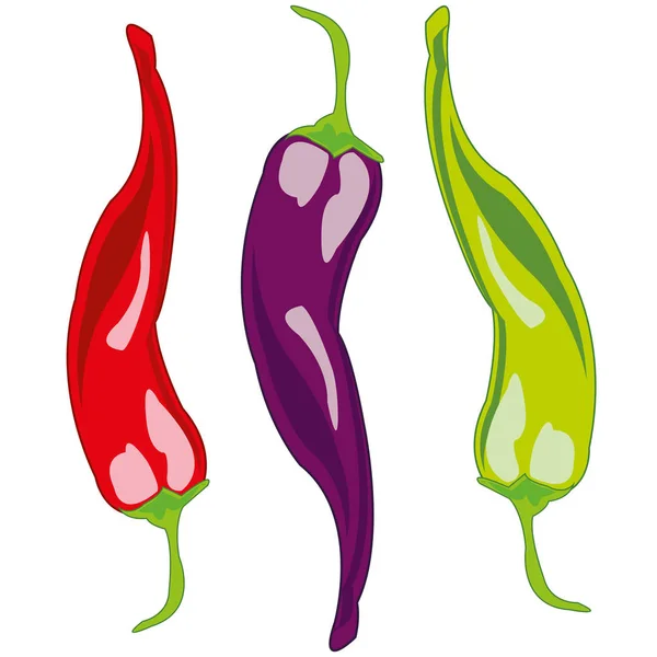 Illustrazione Vettoriale Del Peperoncino Vegetale Vari Colori — Foto Stock