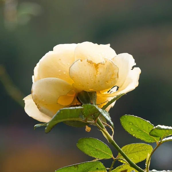 Yellow Flowers Petals Flora Foliage — Stock Photo, Image