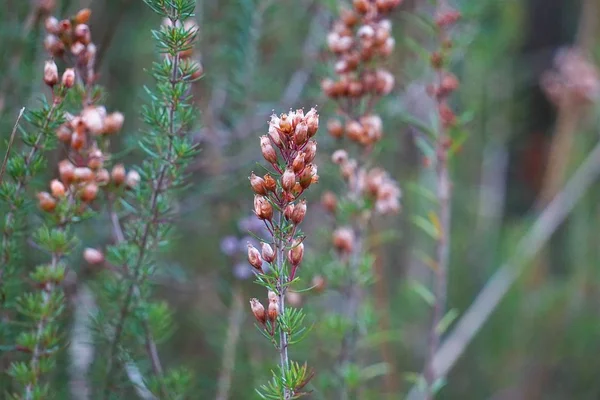 Planta Flor Rosa Jardín — Foto de Stock