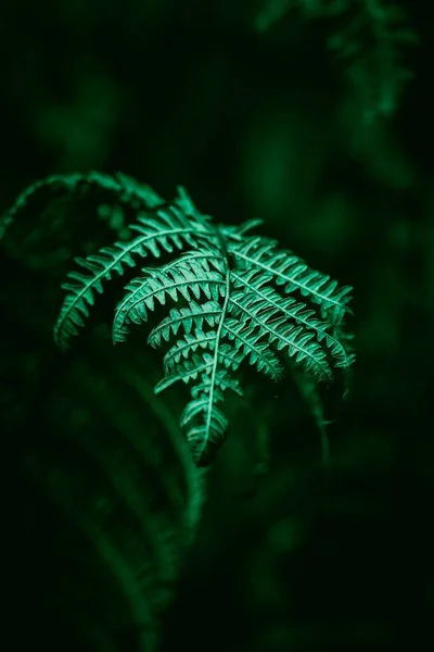 绿色蕨类植物叶子 — 图库照片