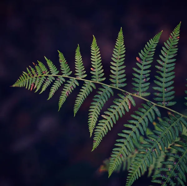 緑のシダ植物の葉 — ストック写真