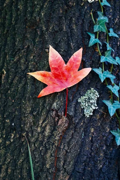 Bela Folhagem Outono Colorido — Fotografia de Stock