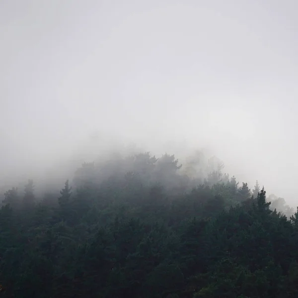 Alberi Montagna Bilbao Spagna — Foto Stock