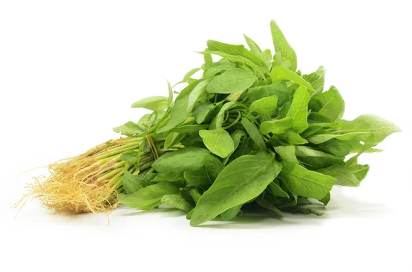 Fresh Chinese Spinach Isolated White Background — Stock Photo, Image