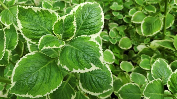 Plante Bourrache Indienne Panachée Fraîche Dans Jardin Naturel — Photo