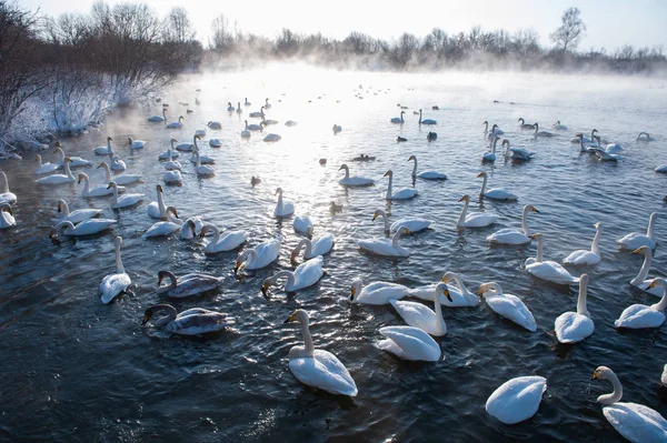Piękne Białe Łabędzie Koklusz Pływanie Jeziorze Niezamarzającym Zima Miejscu Zimowania — Zdjęcie stockowe
