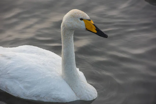 Beautiful White Whooping Swan Swimming Nonfreezing Winter Lake Place Wintering — Stock Photo, Image