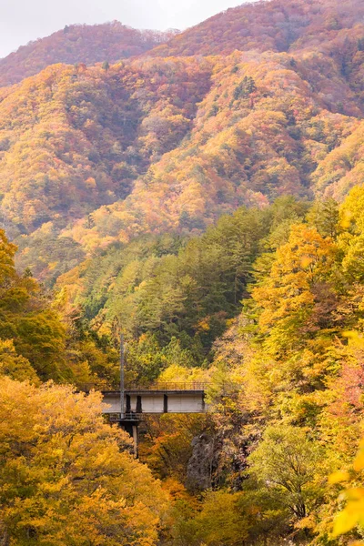 日本福岛的秋季落叶与红色火车通勤者 — 图库照片