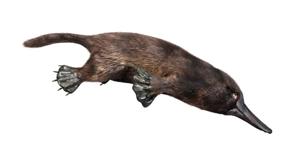 Platypus Veya Beyaz Arka Plan Üzerinde Izole Ornithorhynchus Anatinus Render — Stok fotoğraf