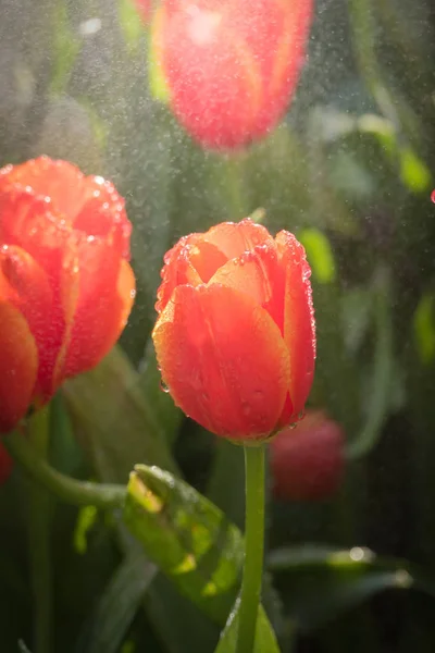 Beautiful Tulips Flowers Flora Spring — Stock Photo, Image