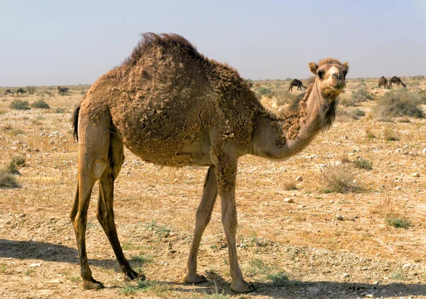 突尼斯撒哈拉沙漠中骆驼的圈养 — 图库照片