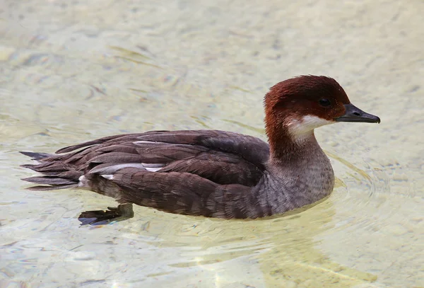 Vrouwelijke Dwergjager Mergellus Albellus — Stockfoto