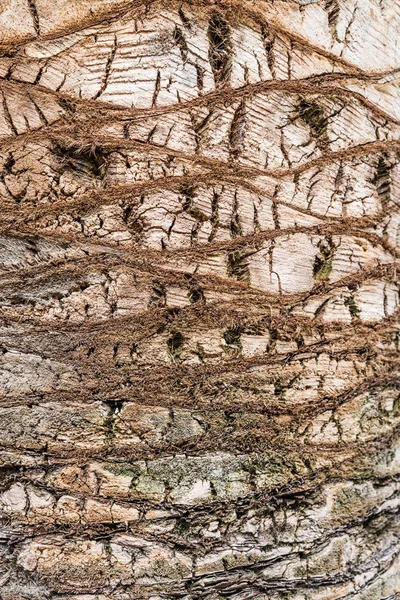 Fodrozódó Hullám Minta Egy Textúra Egy Pálmafa — Stock Fotó