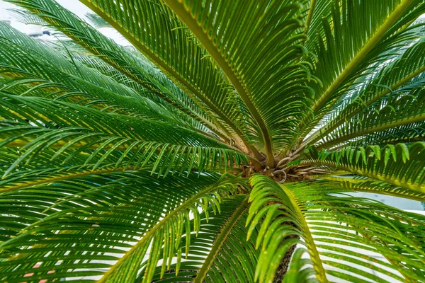 Közelkép Zöld Levelek Egy Trópusi Kókusz Pálma — Stock Fotó