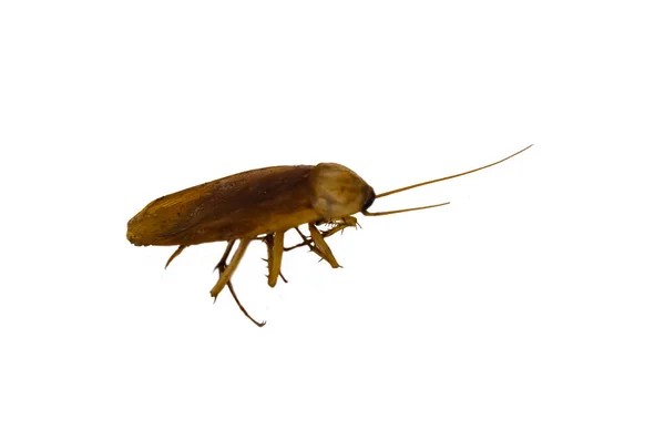 Kakkerlak Geïsoleerd Witte Achtergrond — Stockfoto