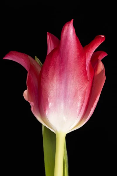 在黑色背景上分离的红色郁金香单春花 近距离 — 图库照片