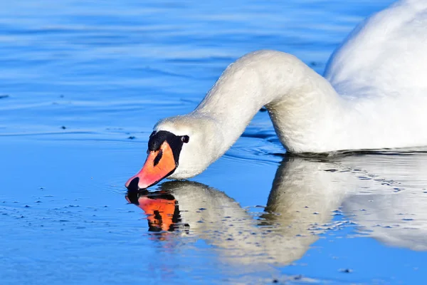 冬の無声白鳥の肖像 — ストック写真