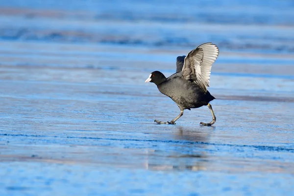 Euraziatische Koet Een Koude Winter Het Ijs — Stockfoto