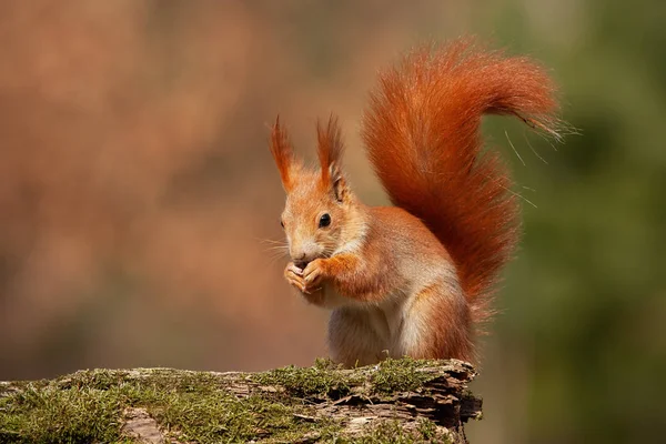 Scoiattolo Rosso Eurasiatico Sciurus Vulgaris Nella Foresta Autunnale Luce Calda — Foto Stock