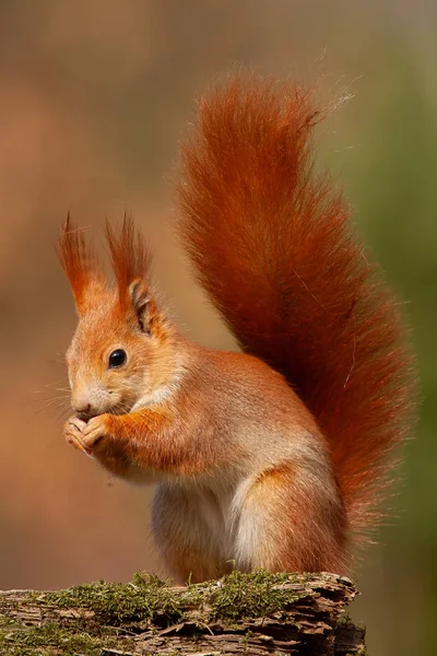 欧亚红松鼠 黄褐色 在秋天的森林里温暖的光线 生动色彩的野生动物风光 可爱的小动物喂养 — 图库照片